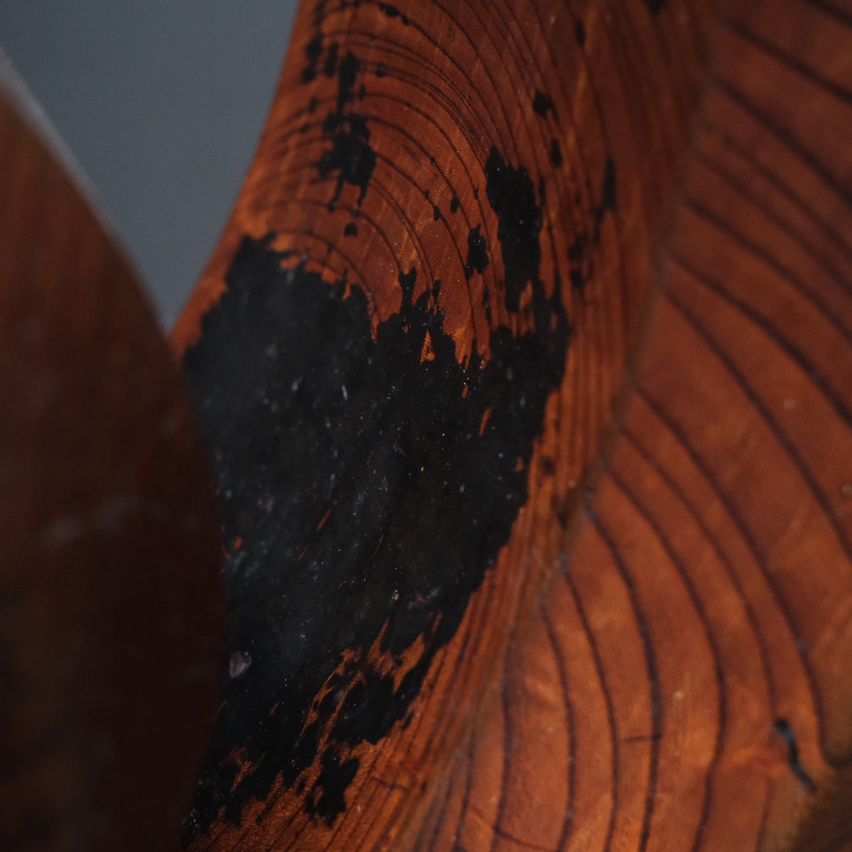 Large keyaki wood jizai hearth hook carved in a cloud form with near-black patina, view 12 of 13